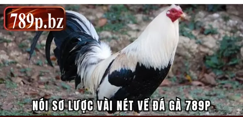 Giới thiệu đá gà 789p