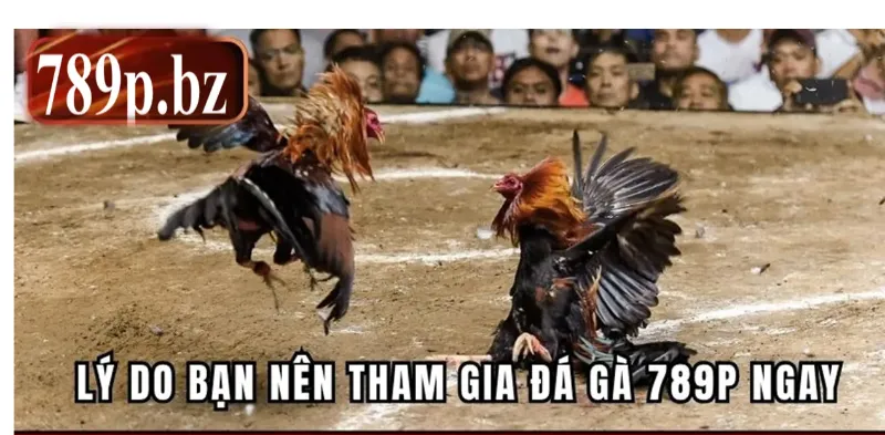 Vì sao đá gà 789p thu hút lượng lớn người chơi?