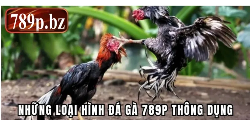 Một số hình thức đá gà 789p được yêu thích